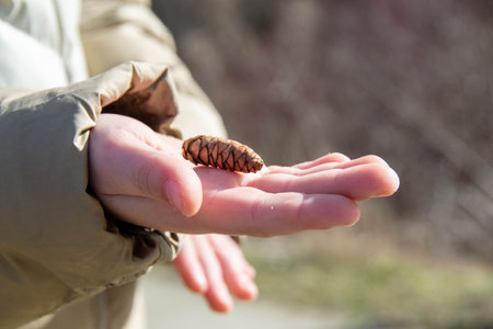 Close up of hand holding a pine cone with blurred background of pine trees. Three fir cones lie in...