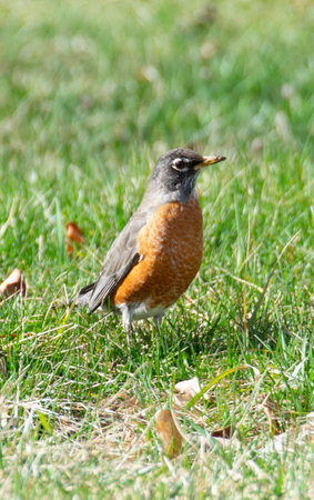 An American robin with worm on beak perched on green grass. Macro of American Robin with grub in mouth, standing on grass.の写真素材