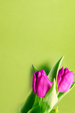 Fresh flower composition, bouquet of bi color tulips, pale pink and white gradient background. Copy space, close up, top view, flat lay.の写真素材