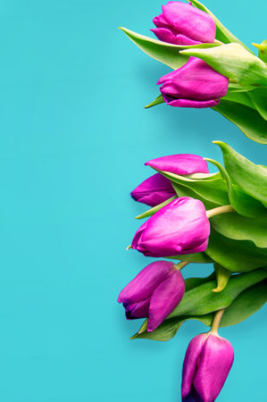 Fresh flower composition, bouquet of bi color tulips, pale pink and white gradient background. Copy space, close up, top view, flat lay.の写真素材