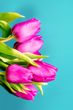 Fresh flower composition, bouquet of bi color tulips, pale pink and white gradient background. Mother's day greeting concept. Copy space, close up, top view, flat lay.の写真素材