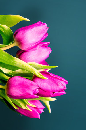 Fresh flower composition, bouquet of bi color tulips, pale pink and white gradient background. Mother's day greeting concept. Copy space, close up, top view, flat lay.の写真素材