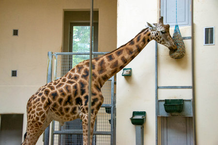 portrait of a giraffe head with a funny look. Close-up portrait of a beautiful giraffe in front of a lush green bokeh background. High quality photoの写真素材