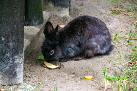 Rabbit on the grass. Animals in the wild. It can be used as a background, for articles about animals, for printing. Beautiful brown fluffy rabbit on the field with green grass. High quality photoの写真素材