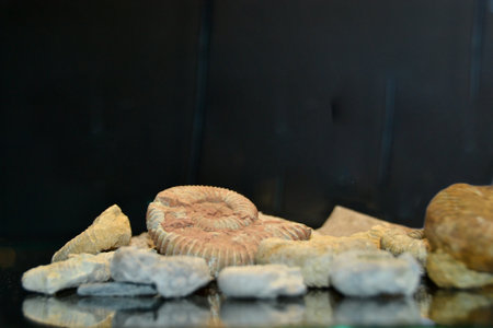 Sauropod dinosaur eggs, Cretaceous, France. High quality photoの写真素材