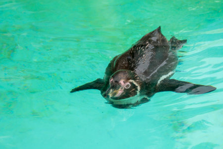 Humboldt penguin swims in blue clear water. Refreshing Swimming in a pool. High quality photoの写真素材