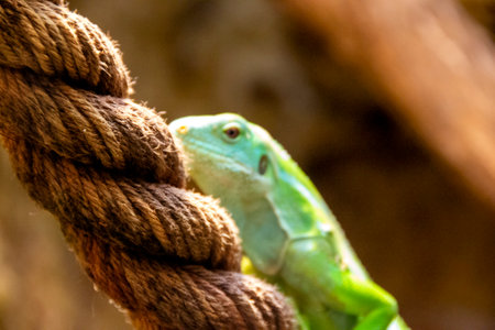 Yellow lizard on top of red thin plastic rope. High quality photo