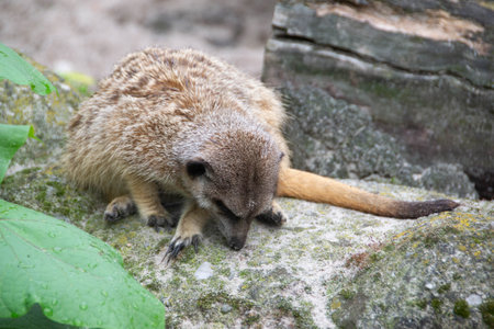 Meerkat, Suricata suricatta, on hind legs. Portrait of meerkat standing on hind legs with alert expression. Portrait of a meerkat sitting on its hind legs and watching out. High quality photoの写真素材