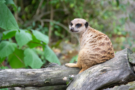 Meerkat, Suricata suricatta, on hind legs. Portrait of meerkat standing on hind legs with alert...