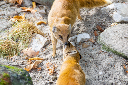 Meerkat ,Suricata suricatta, on hind legs. Portrait of meerkat standing on hind legs with alert expression. Portrait of a meerkat sitting on its hind legs and watching out for enemies. High quality photoの写真素材