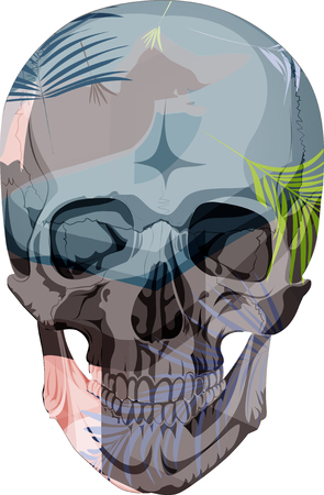 human skull bones skeleton dead anatomy illustrationのイラスト素材