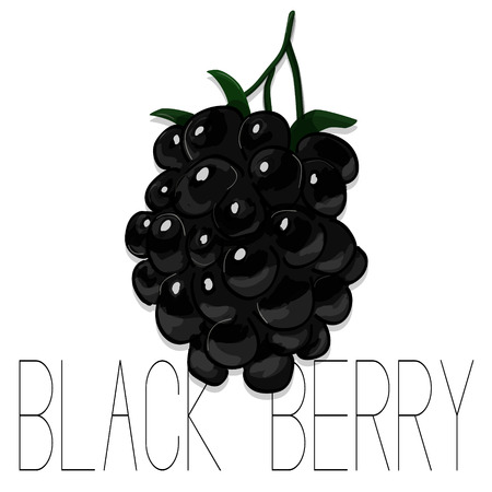 Vector hand drawn watercolor painting blackberry on white background. Fashion illustration of forest berries. Sketch of summer fruit. Food organic logo. Sweet tasty dessertのイラスト素材