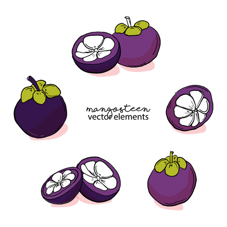 Vector hand drawn abstract tropical pattern of exotic fruit magosteen. Purple fruit illustration. Bright exotic desert abstract drawing. Tropical vegeterian food design elementの写真素材