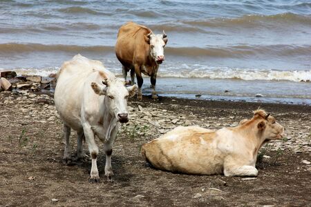Three cows are resting on the riverside near the water in a cloudy day. Rustic scene in pastel colors. Domestic animals outdoorsの写真素材