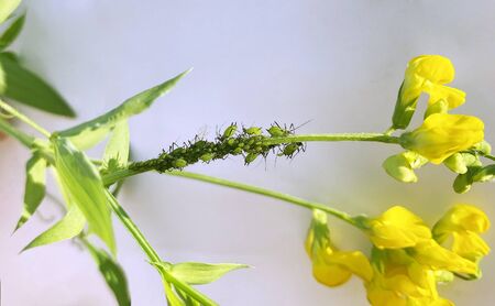 Aphid colony is breeding on plant stem of Lathyrus pratensis. Green aphids and yellow flower....