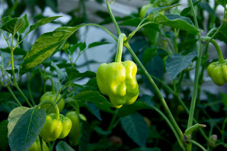 Peppers on the vegetable bed at the summer season. Crop time. Green pepper on the bush. New harvest in the rural garden. Agriculture background with copy spaceの写真素材