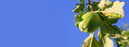 Green apple on the branch on the blue sky background. Agricultural banner. Pests and disease of plant. Anthracnose and aphids on the leaves. New harvest in the organic orchardの写真素材