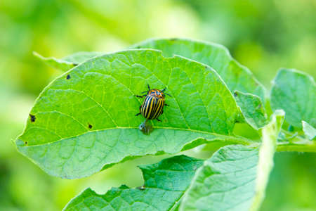 Colorado beetle on the leaf of the potato. Adult insect. Plant damaged pest. Agricultural problems....