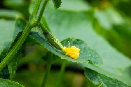 Cucumber. Young fruit is ripening on the vine. Ovary and flower on the green leaf close-up. Crop in...