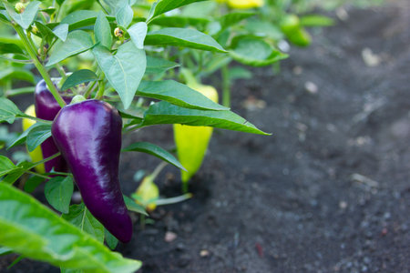 Purple pepper on the bush. Plants on the vegetables bed outdoors. Violet and green bell peppers growing in the gardenの写真素材