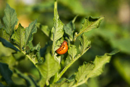 Colorado Potato beetle larvae eating leaf of the plant. Green blurred agricultural background. Pest larva on the potato bush in the evening sun lights. Leptinotarsa decemlineataの写真素材
