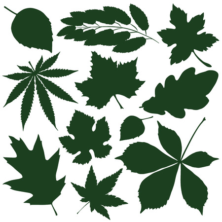 set silhouettes  green autumn leaves  vector illustrationのイラスト素材