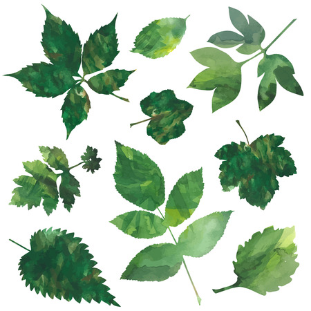set of decorative green leaves isolated on white background. vector illustrationのイラスト素材