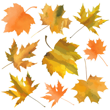decorative maple leaves isolated on white background. vector illustration のイラスト素材