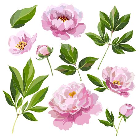 Set of leaves, buds and flowers of pink peonies on a white background. Collection of decorative floral elements for design. Vector illustration.のイラスト素材