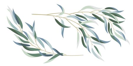 Set of decorative eucalyptus branches. Decorative branches and leaves. Design elements for decoration. Vector illustration.のイラスト素材