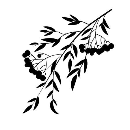 Silhouette of rowan branche with berries. Black and white vector illustration.のイラスト素材