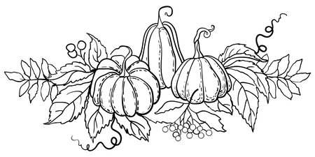 Contour drawing of autumn pumpkins with leaves and berries. sketch vector illustrationのイラスト素材