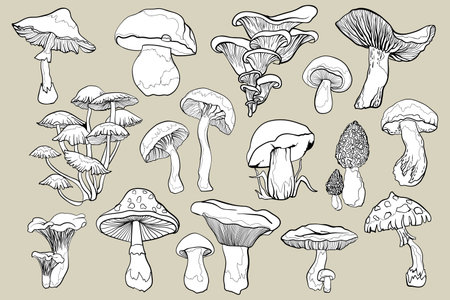 Outline illustrations of mushrooms. Contour black line mushrooms.のイラスト素材
