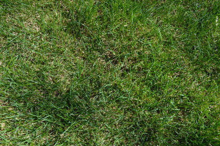 Natural texture for design and decoration. creative grass background. Nature.の写真素材