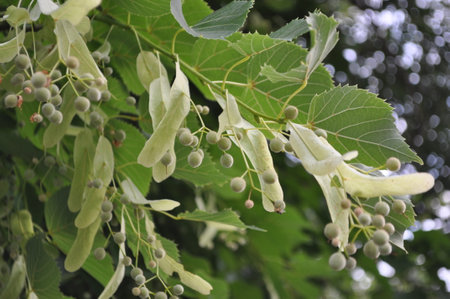 green leaves. Tree branches with green leaves. natural backgroundの写真素材