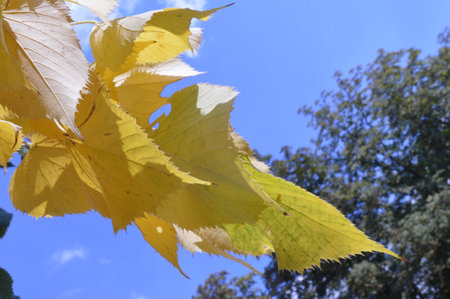 Yellow leaves on the tree branch. autumn background