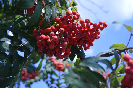 Rowan berries on the branch. autumn backgroundの写真素材