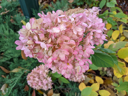floral background. flowers in the garden. flower in the flower bedの写真素材