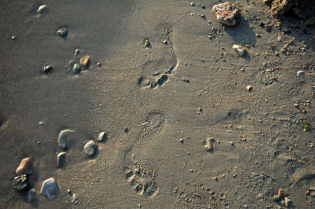 footprintsの写真素材