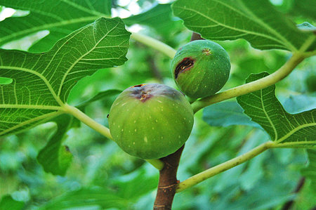 Fig diseaseの写真素材