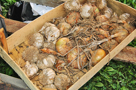 Onions and garlicの写真素材