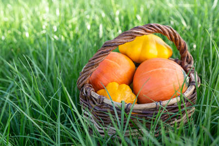 Autumn harvest. Pumpkins and patissons in a basket in the green grass on a sunny afternoon.の写真素材