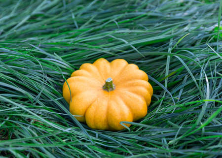 Yellow mature patisson on the green grass. Autumn harvest.の写真素材