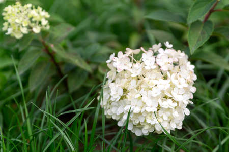 White hydrangea flower on a low bush against a background of green grass.