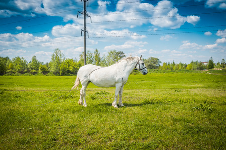 White horse on the meadowの写真素材