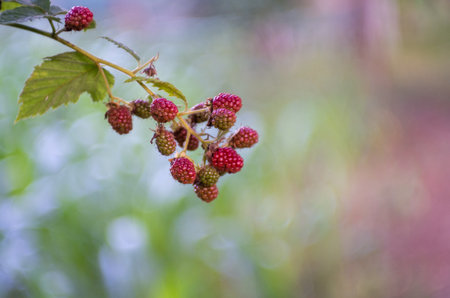 Ripe blackberries on a branch in the garden. Selective focus.
