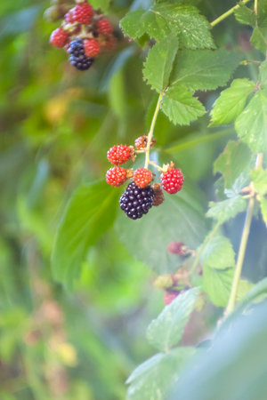 Ripe blackberries on a branch in the garden. Selective focus