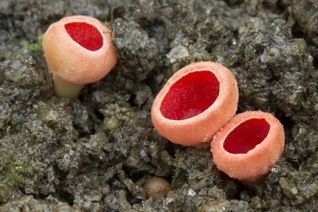 Sarcoscypha austriaca is a non-earthy fungus family. It grows unnecessarily rarely, individually or in small groups in early spring and early spring on dead wood of deciduous trees. It occurs in Europe and North America.の写真素材