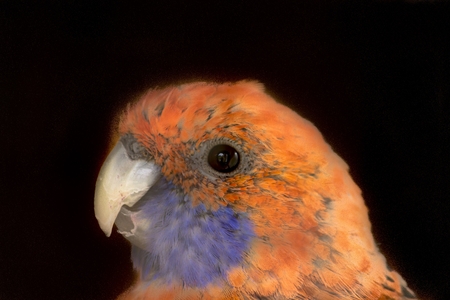Parrot on a black backgroundの写真素材