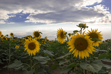 flowerの写真素材